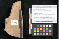 Foto (Objekt + Etikett) von Equisetum haeringianum Ettingshausen (NHMW-GEO-2024-0188-8206)
